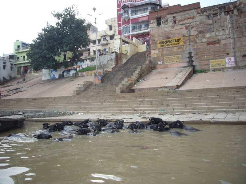 Water buffalo.